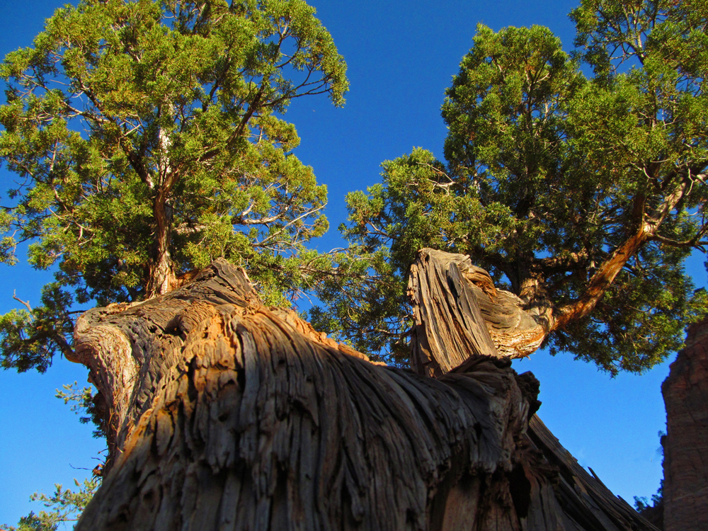 Zion National Park Tree signifying ESG and stakeholder research