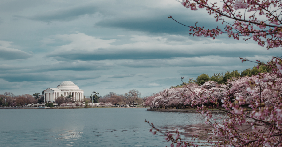 Beautiful cherry blossoms surrounding the jefferson memorial in washington dc during spring